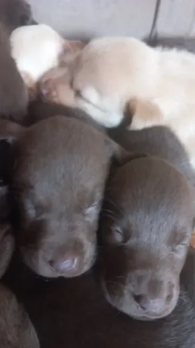 Labrador Puro, Inteligente e Companheiro