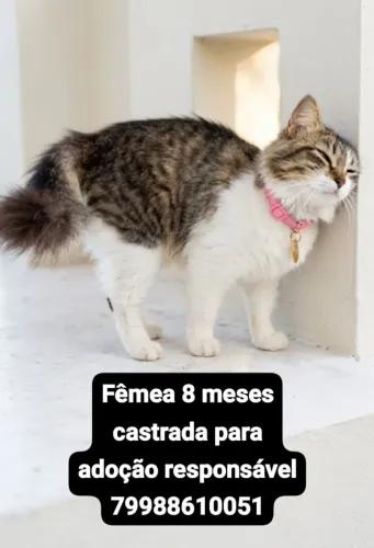 Gata castrada para adoção responsável 