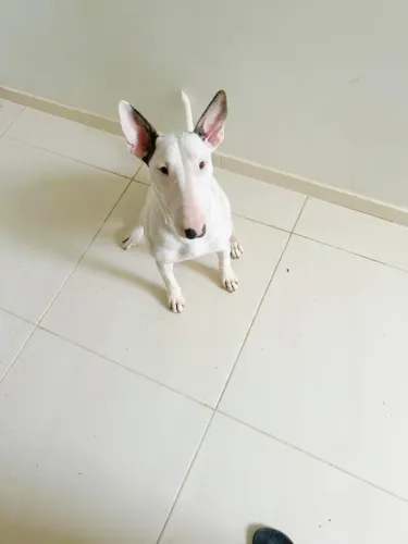 ADOÇÃO RESPONSÁVEL