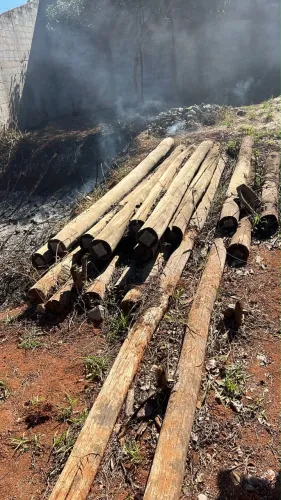 EUCALIPTO TRATADO MOURÃO