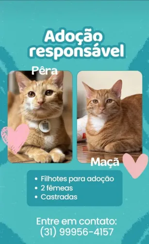 Doação de 2 gatinhas castradas.