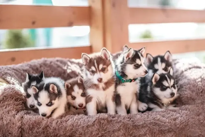 Filhote de Husky Siberiano Beleza e Personalidade em Quatro Patas