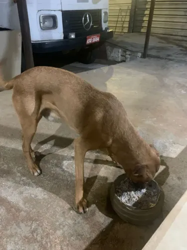 Cachorro para doação 