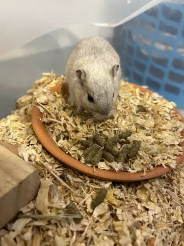 Gerbil ( Esquilo da Mongólia ) 