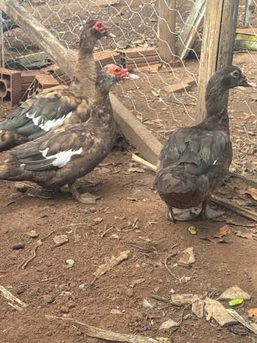 Pato chocolate