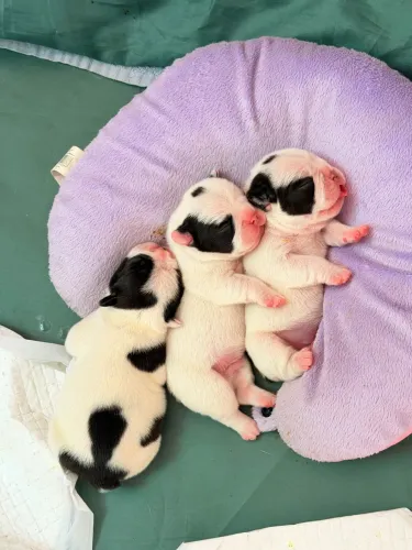 Filhotes de buldogue francês