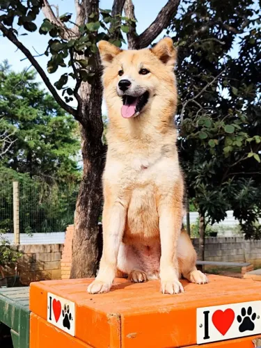 Cachorro fêmea para adoção