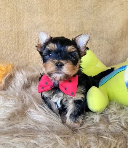Yorkshire Terrier - Seu Novo Companheiro