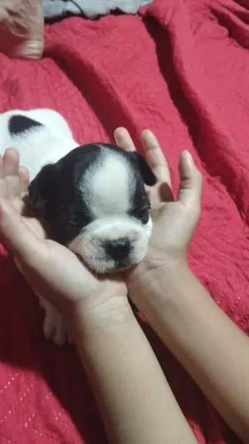 Bulldog francês