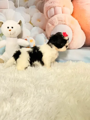 Mini Shih Tzu Fêmea