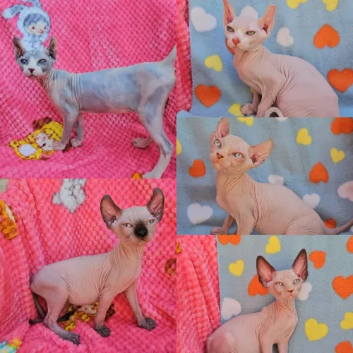 Sphynx padrão e Elf Filhotes - Gatil Bsb Cat