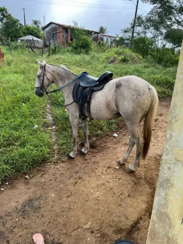 Cavalo Égua Mangalarga