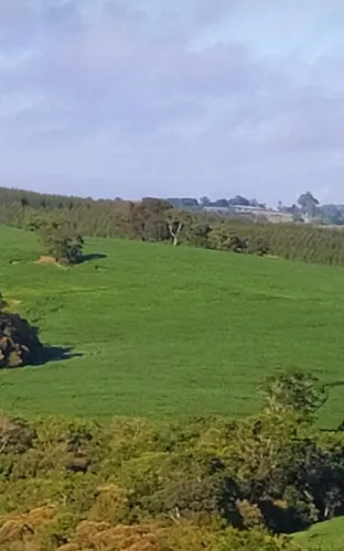 Fazenda 100 Alqueires, 35 Alqueires em Área Plantada, Planta-se Mais 30 Alqueires, Topogra