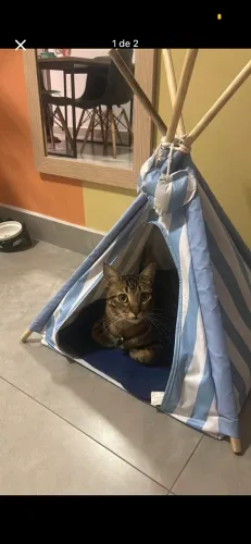 Casinha para Gato