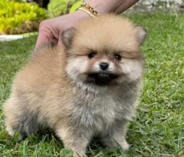 Cachorro