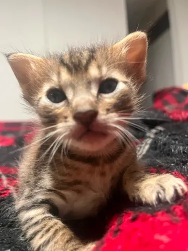 Gatinhos Fofinhos para doação 