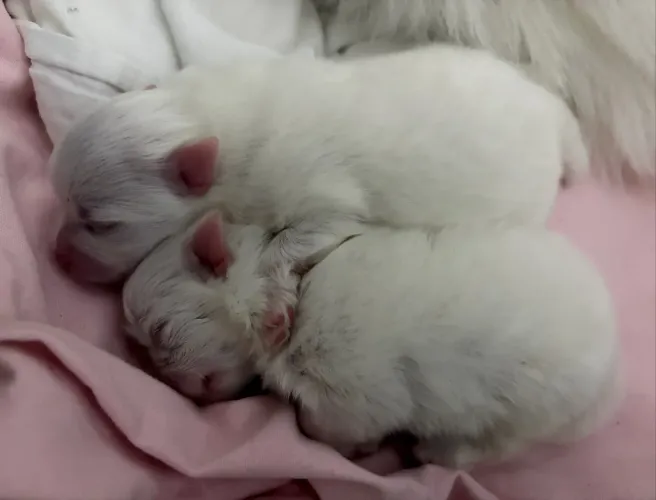 LULU DA POMERANIA BRANCO TEDDY BEAR-ursinho (spitz alemão branco)