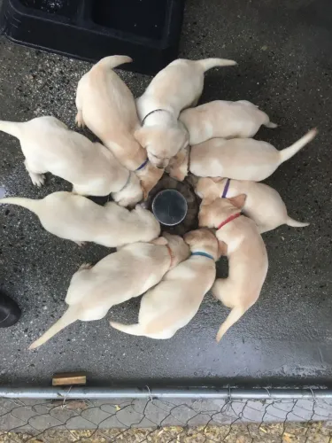 Labrador filhotes 