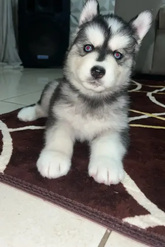 Husky siberiano Uma opção diferente para quem procura um cachorrinho