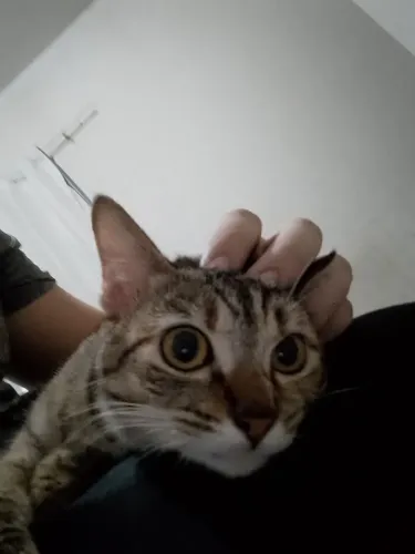 Doando duas gatinhas filhotes