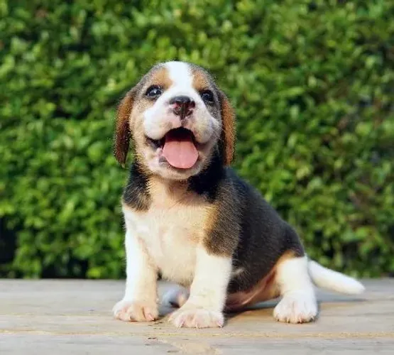 Beagle Mini Filhotes Lindos. 