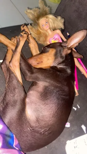 Cachorro