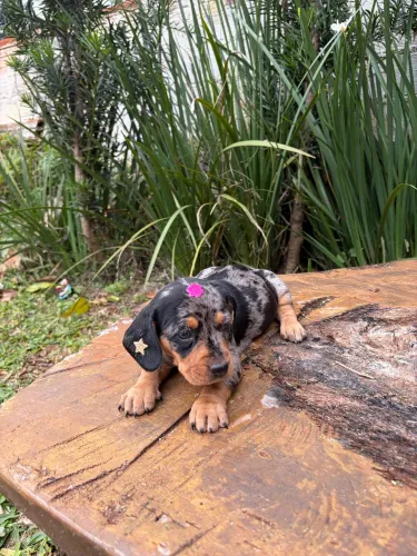 Fêmea arlequin dachshund