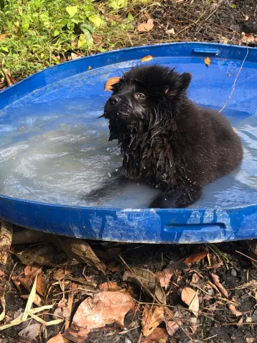 Vendo chowchow