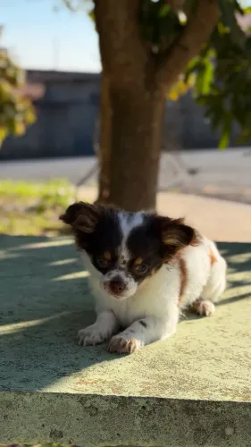 Filhotes de chihuahua