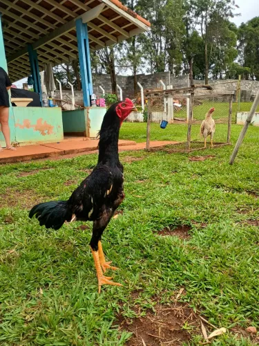Frango índio shamo.