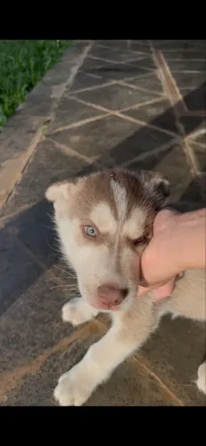 Vendo husky siberiano puro