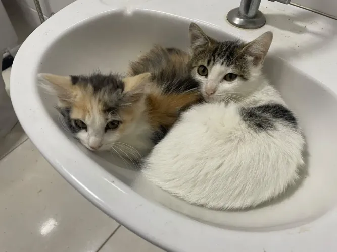 Doação de gatos
