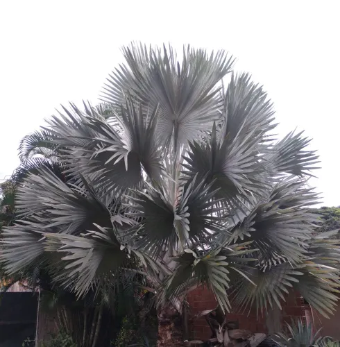 Bismarckia nobilis