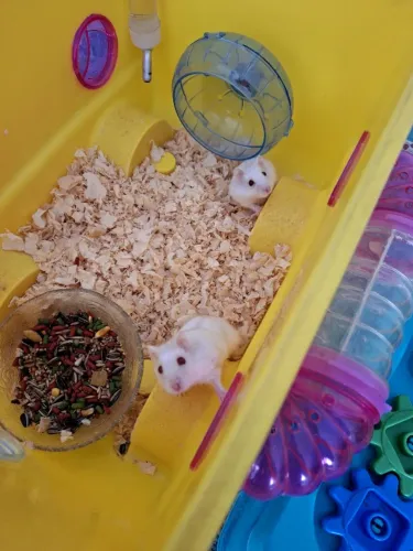 Hamster anão russo 