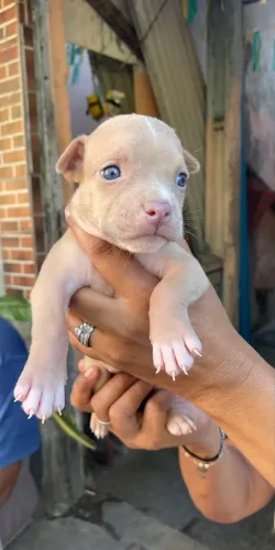 Filhote pitbull 