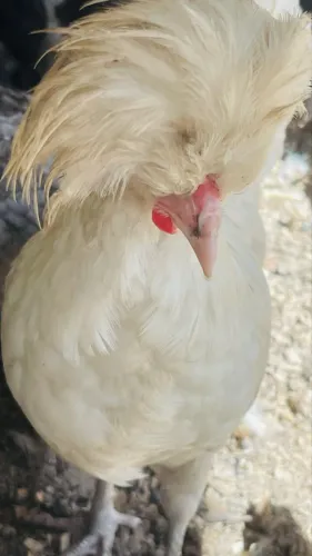 Galo Polonesa 