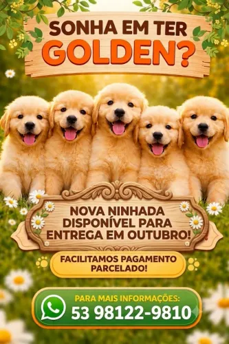 Filhotes de Golden Retriever 