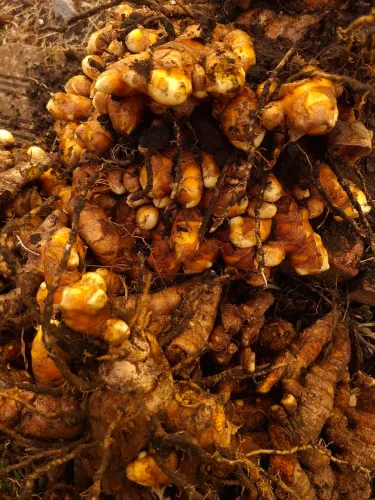 Açafrão da Terra (Curry)