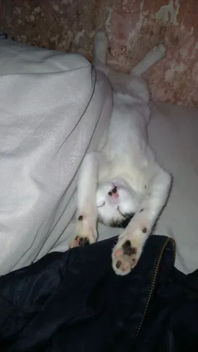 DOAÇÃO DE GATINHAS, DEIXO NA SUA CASA