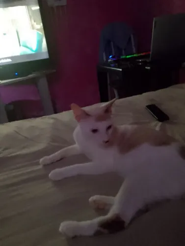 Doação de um gato
