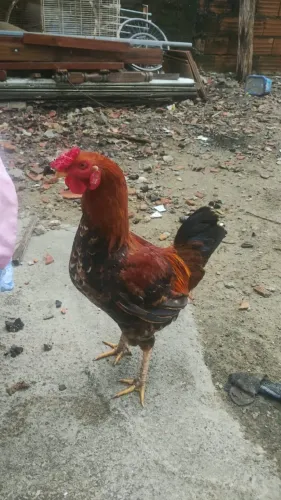 vendo 5 galos