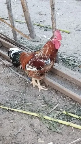 VENDO FRANGOS GSB 