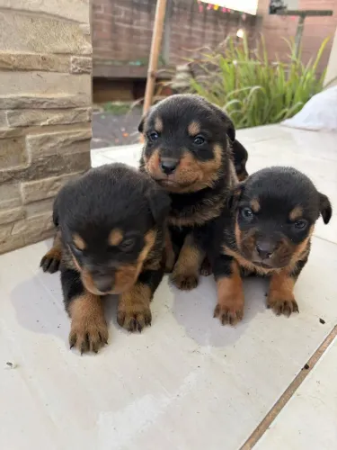 Rottweiler fêmeas 