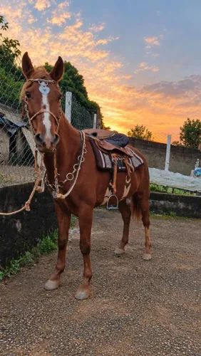 Cavalo Paulista