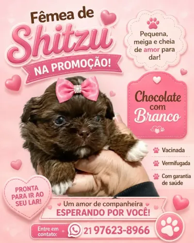 Fêmea de Shitzu 