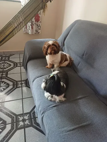 Banho e Pet Sitter a Domicílio 