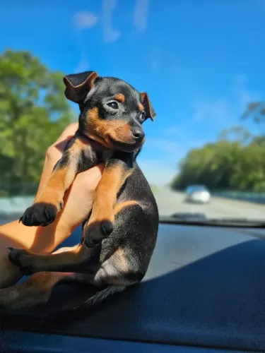 Neném Pinscher/Pincher de Porte Anão Macho e Fêmea com Garantias São Paulo