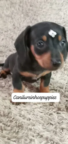 Basset teckel dachshund bebês disponíveis 