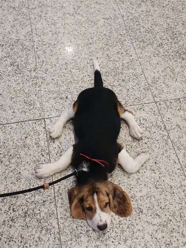 Beagle FILHOTE