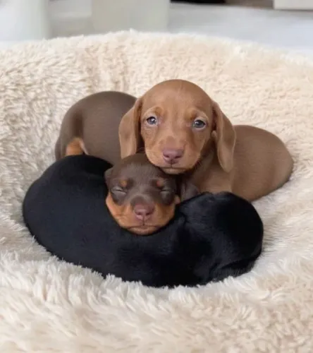 Filhote de Dachshund (Teckel) com Vacinação em Dia